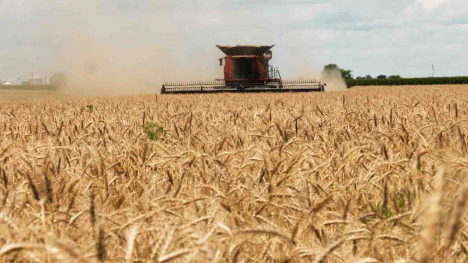 combining wheat