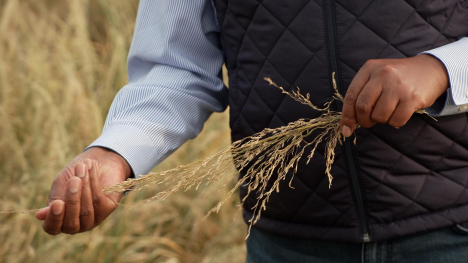 U.S.-based researcher shows gene-edited teff