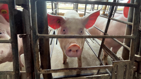 A sow at an Iowa farm