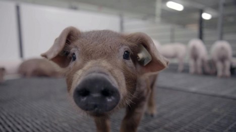 A gene edited piglet bred by PIC.