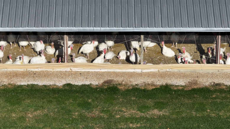 Turkeys in barn