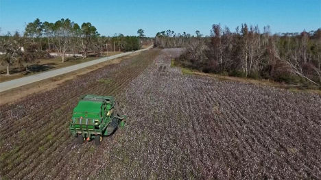 Cotton picker in Georgia field