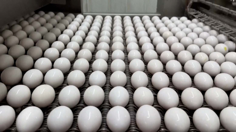 processing dozens of eggs