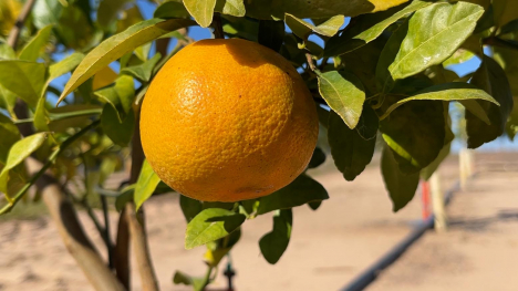 An orange tree in a Florida test grove owned by Soilcea.