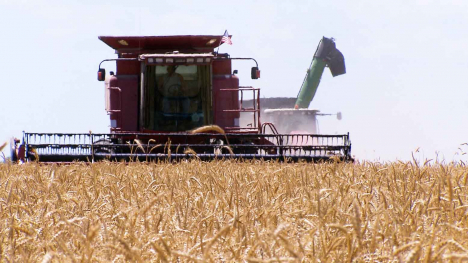 combine in wheat field