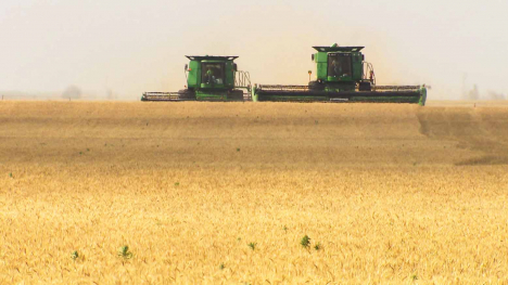 combines harvesting a wheat field